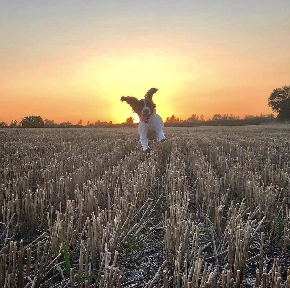 Make sure your pet stretches his/her legs during long trips!